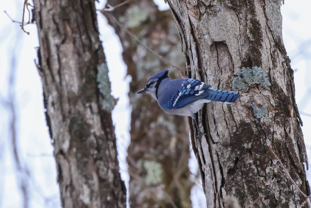 Geai bleu - ML646532185