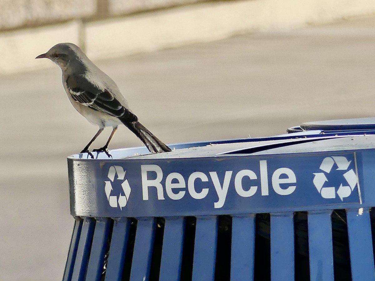 マネシツグミ - ML646532186