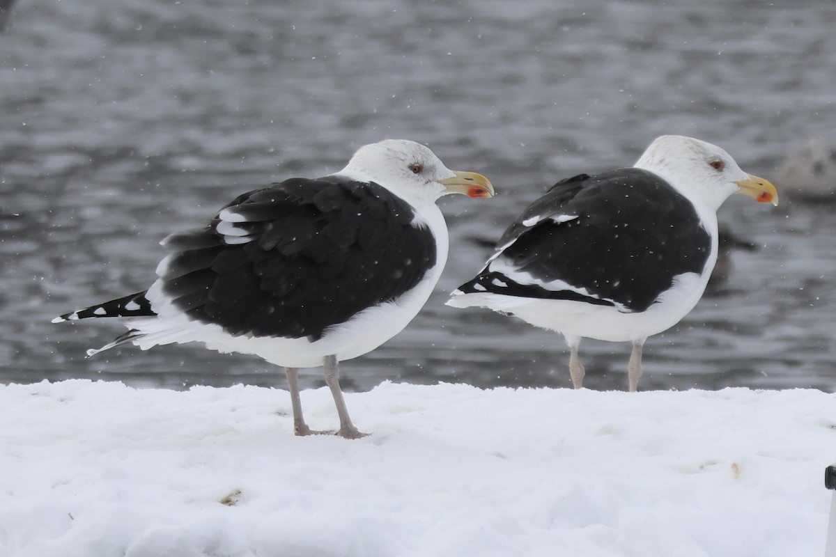 Great Black-backed Gull - ML646532188