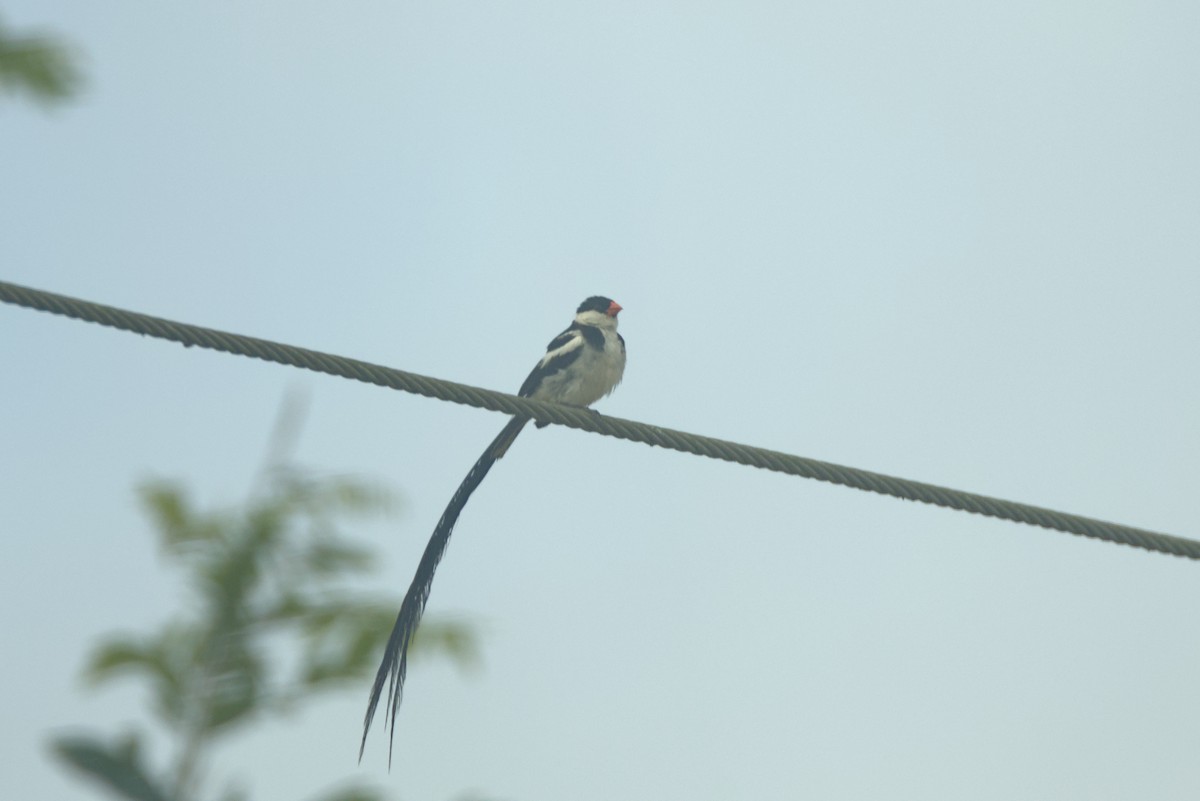 Узкохвостая вдовушка - ML646532190