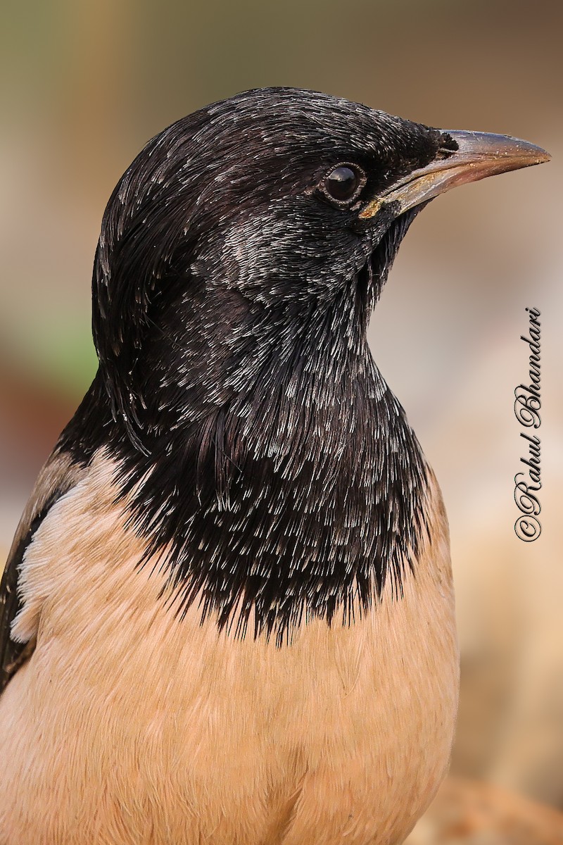 Rosy Starling - ML646532191