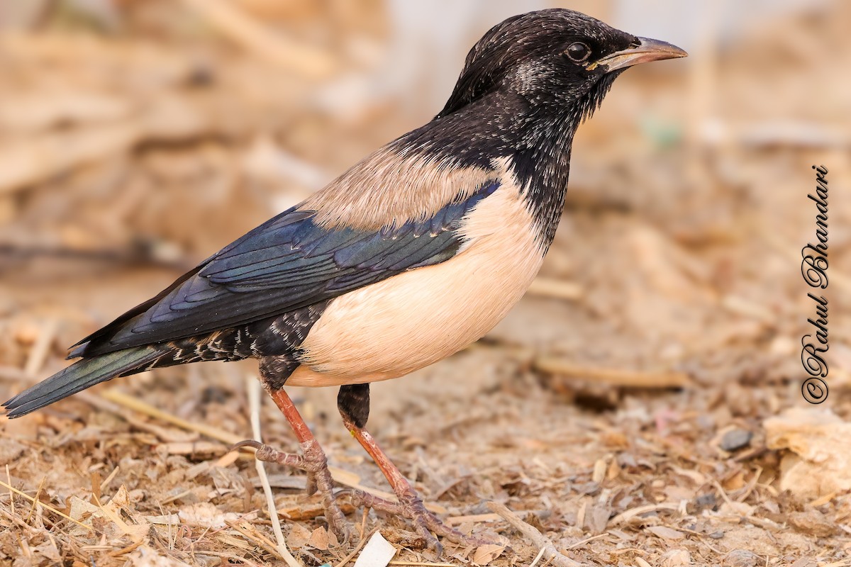 Rosy Starling - ML646532192