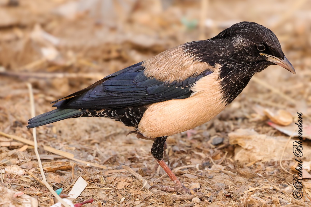 Rosy Starling - ML646532193
