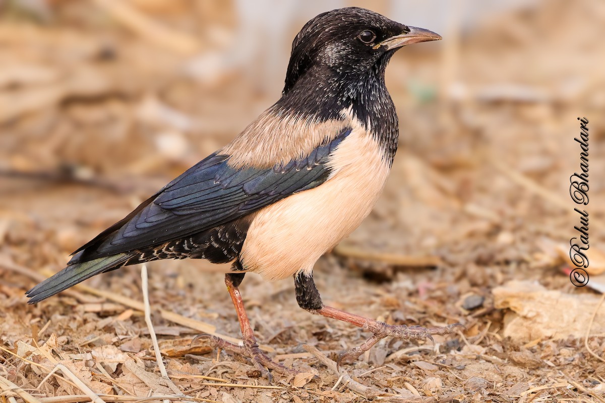Rosy Starling - ML646532194