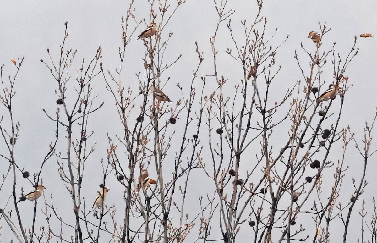 シメ - ML646532198