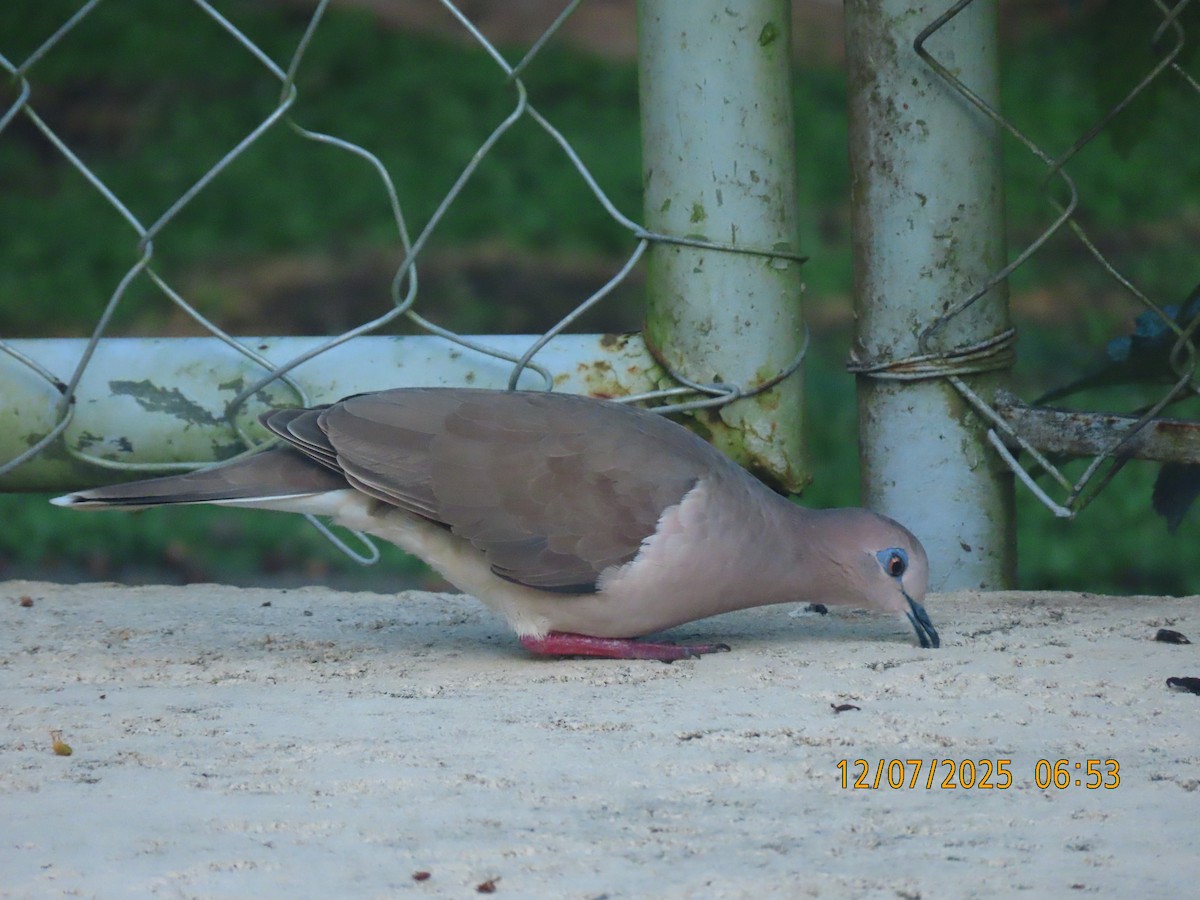 Colombe de Verreaux - ML646532199