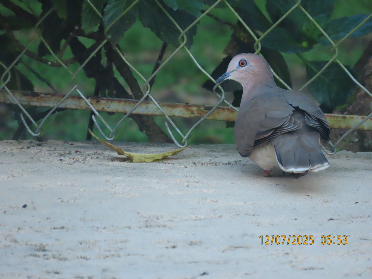 Colombe de Verreaux - ML646532200