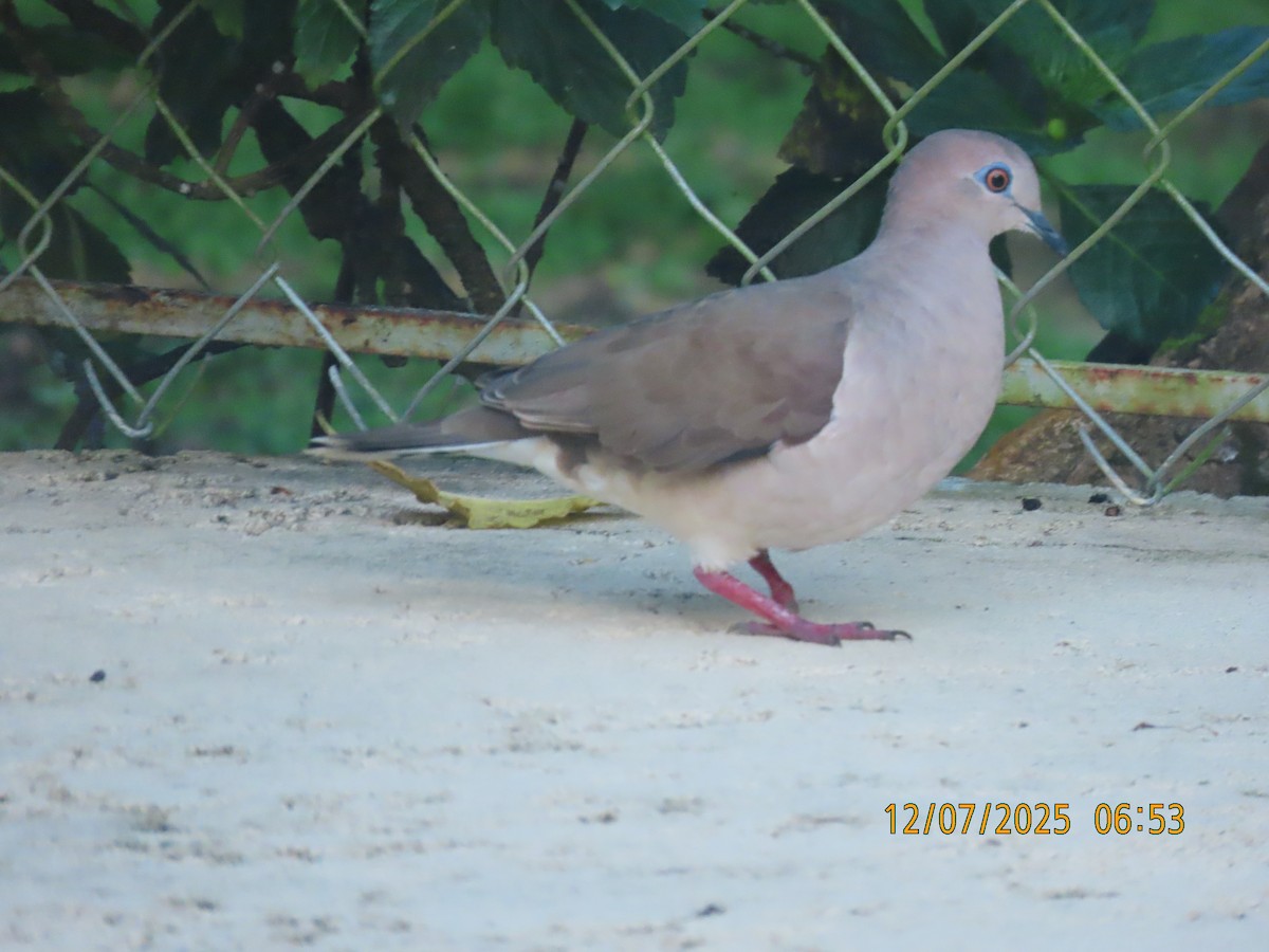 Colombe de Verreaux - ML646532201