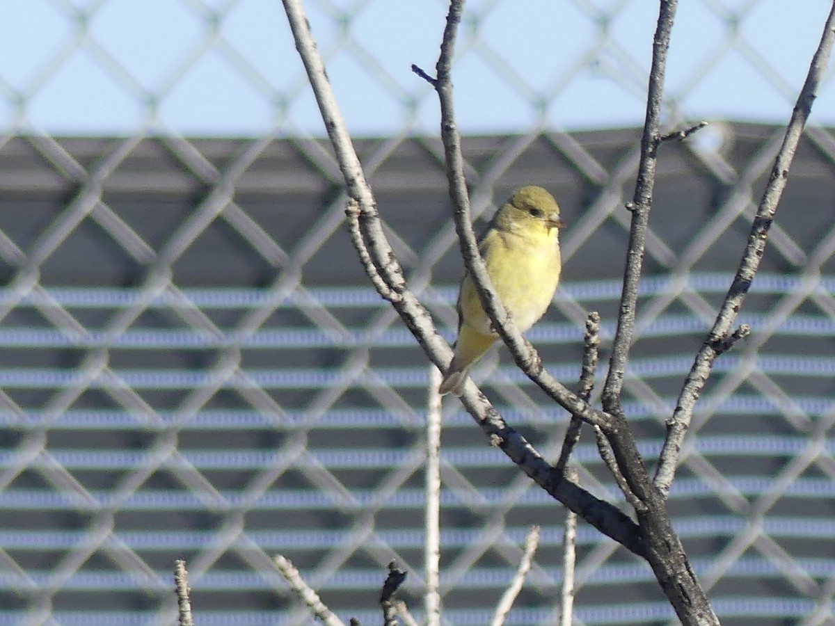 ヒメキンヒワ - ML646532202