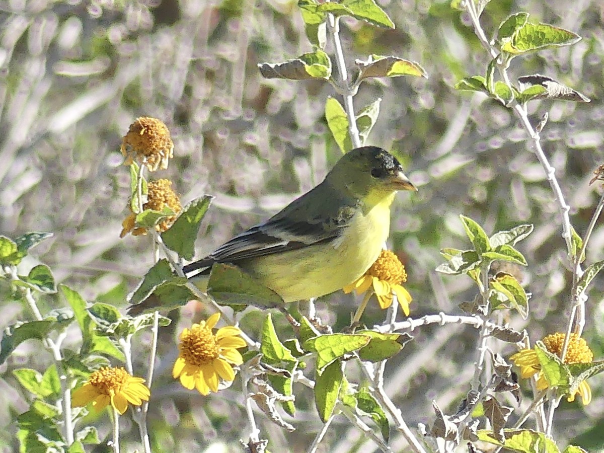 ヒメキンヒワ - ML646532203