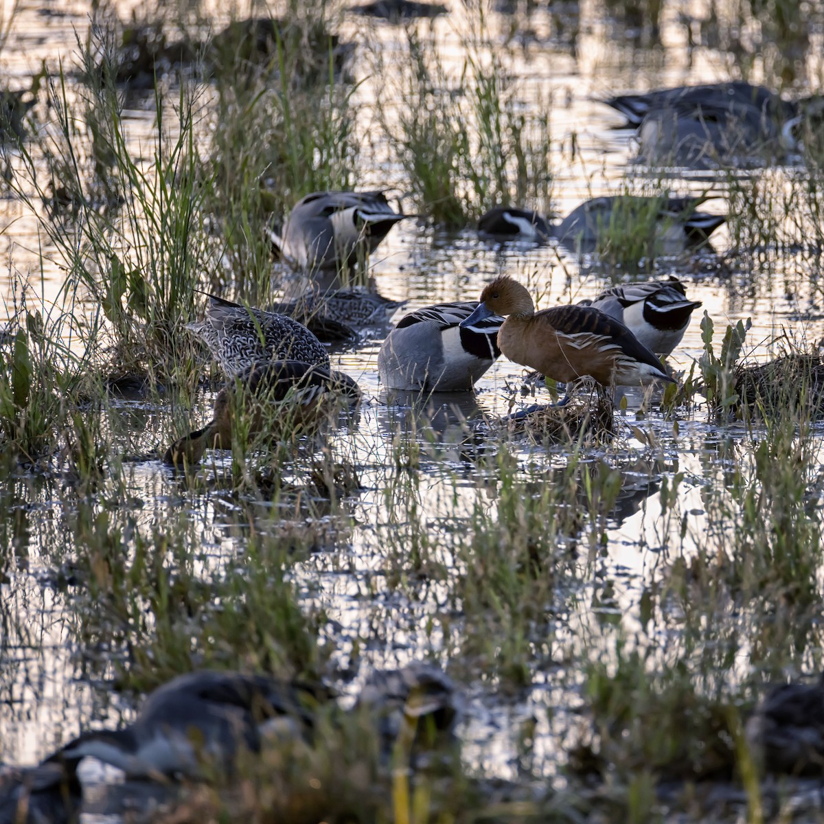 Fulvous Whistling-Duck - ML646532204