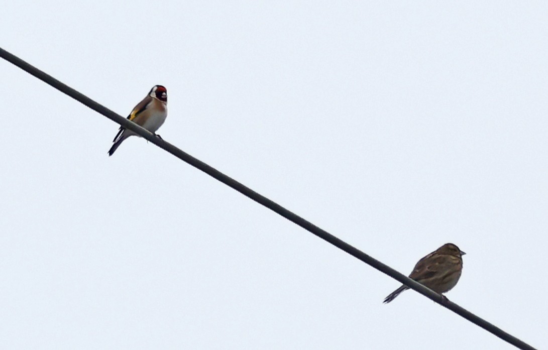 ゴシキヒワ - ML646532205