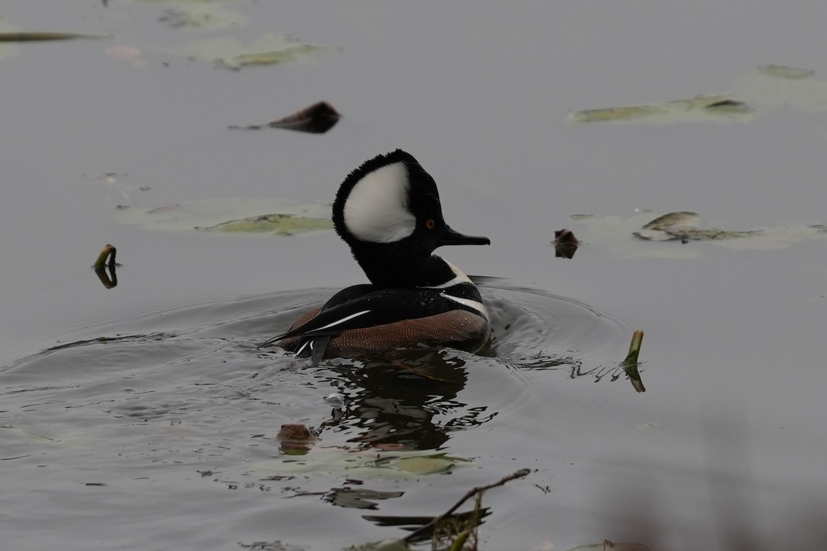 Hooded Merganser - ML646532206