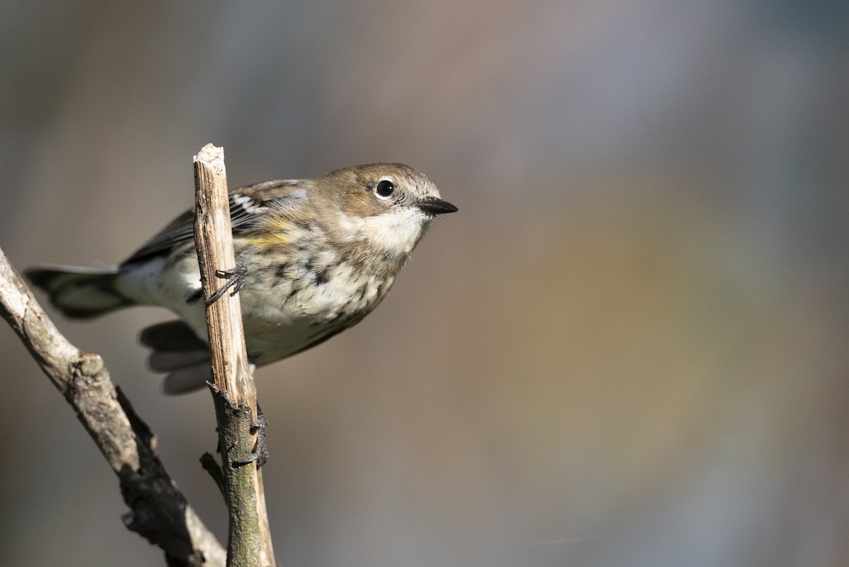 Пісняр-лісовик жовтогузий (підвид coronata) - ML646532207