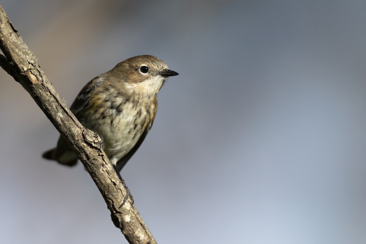 Пісняр-лісовик жовтогузий (підвид coronata) - ML646532208