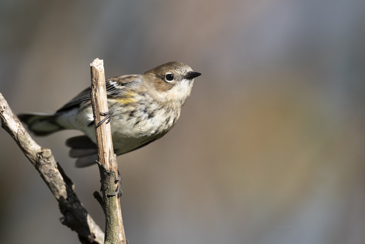 Пісняр-лісовик жовтогузий (підвид coronata) - ML646532209