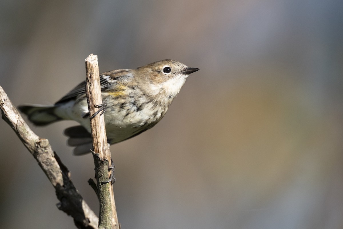 Пісняр-лісовик жовтогузий (підвид coronata) - ML646532210