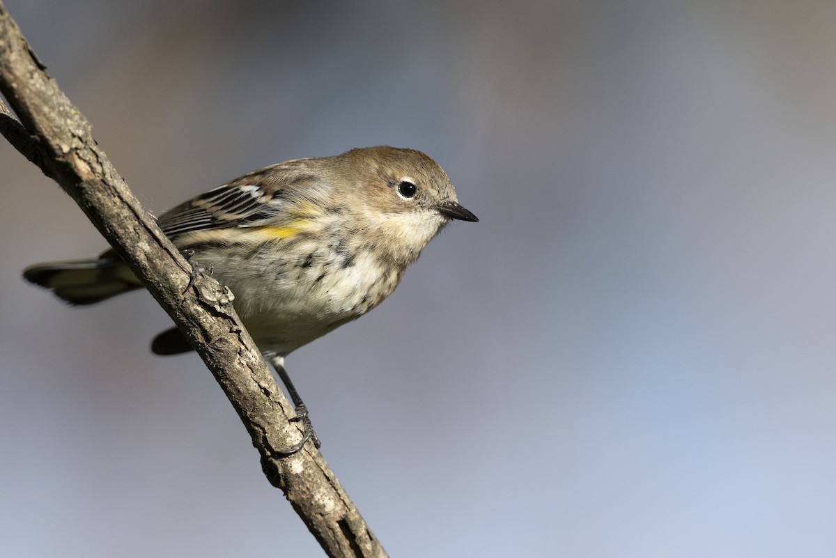 Пісняр-лісовик жовтогузий (підвид coronata) - ML646532213