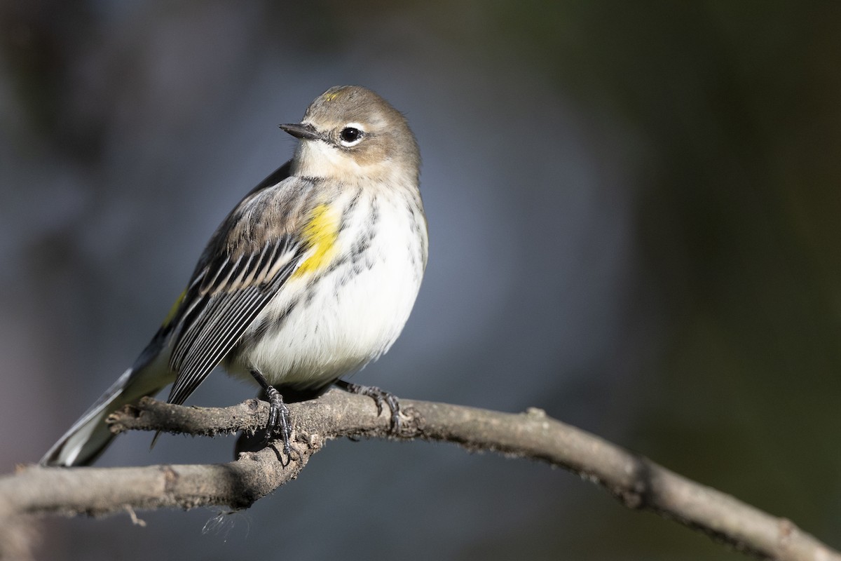 Пісняр-лісовик жовтогузий (підвид coronata) - ML646532214