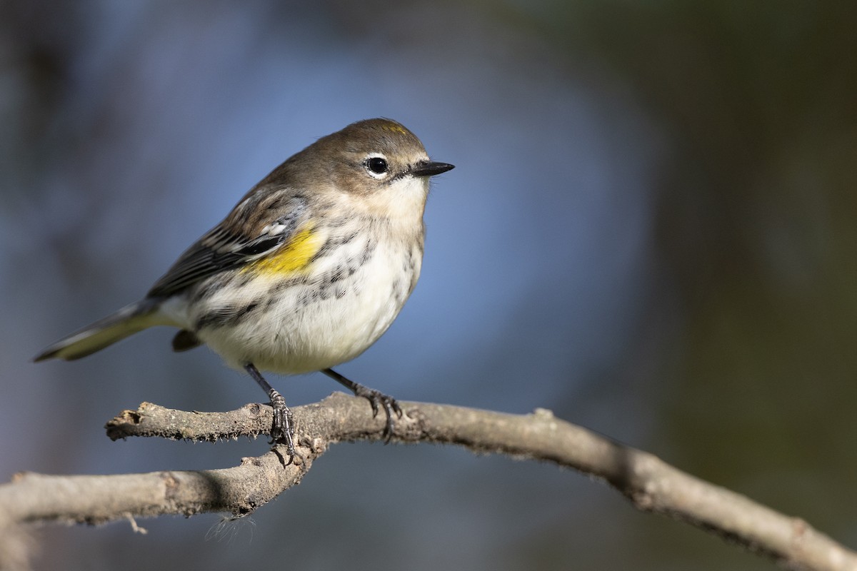 Пісняр-лісовик жовтогузий (підвид coronata) - ML646532215