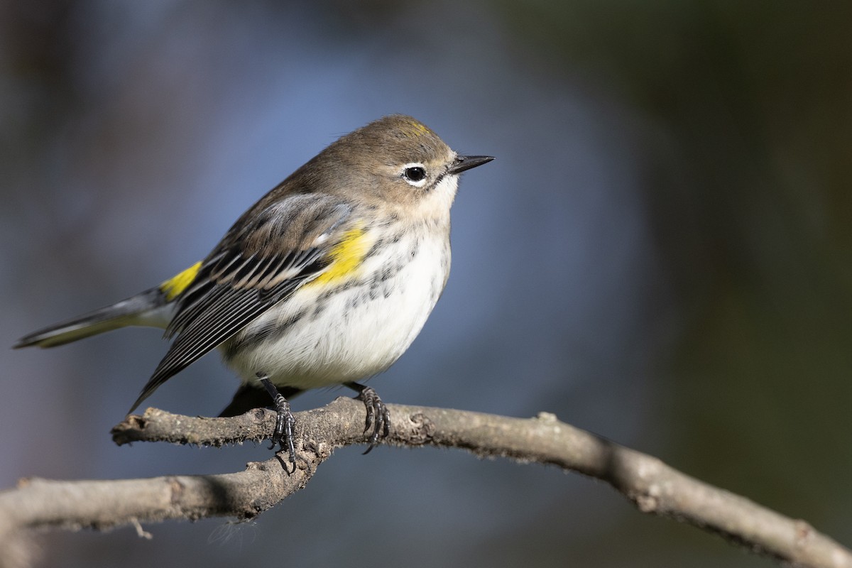 Пісняр-лісовик жовтогузий (підвид coronata) - ML646532216
