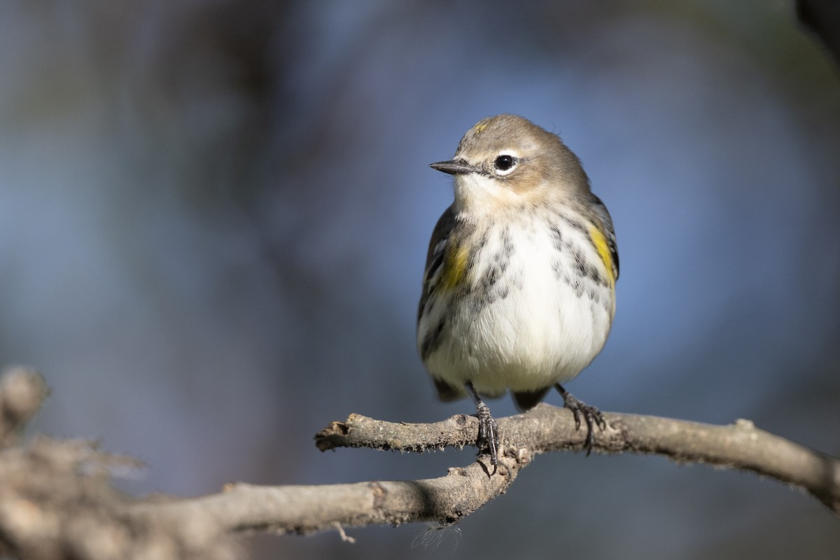 Пісняр-лісовик жовтогузий (підвид coronata) - ML646532217