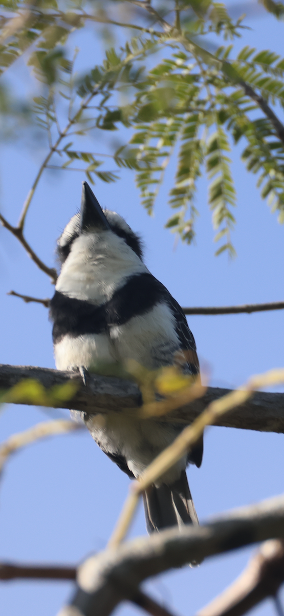 Tamatia à front blanc - ML646532218