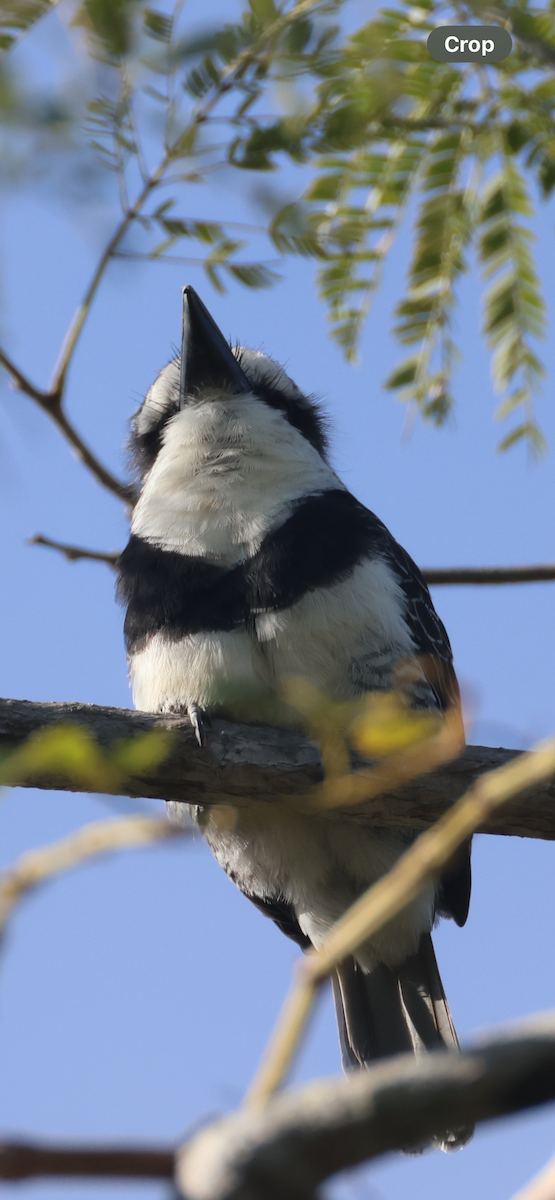 Tamatia à front blanc - ML646532219
