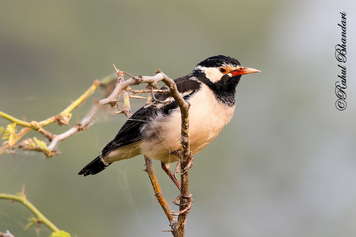 Étourneau pie - ML646532223