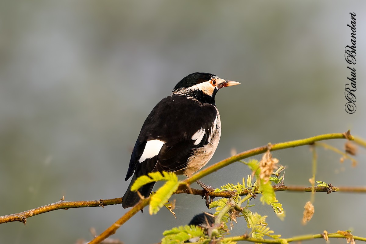 Étourneau pie - ML646532224