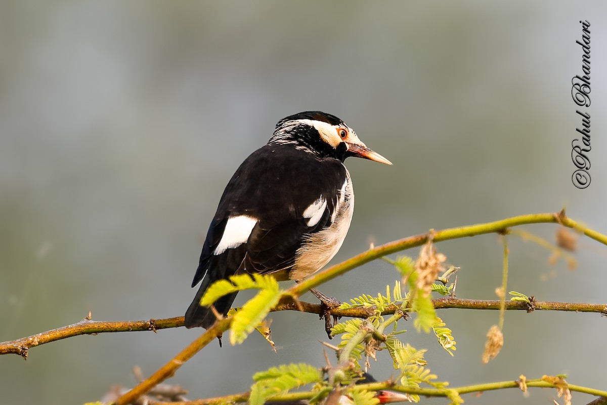 Étourneau pie - ML646532226