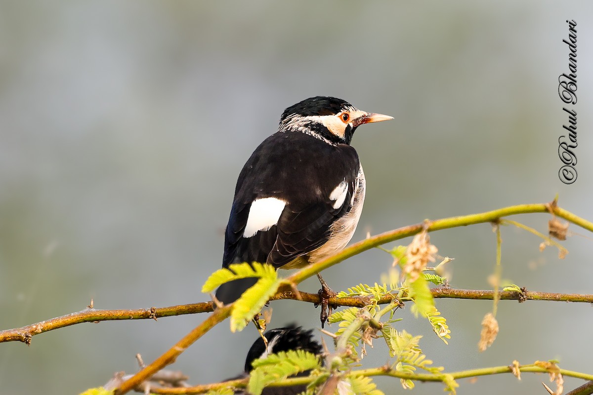 Étourneau pie - ML646532227