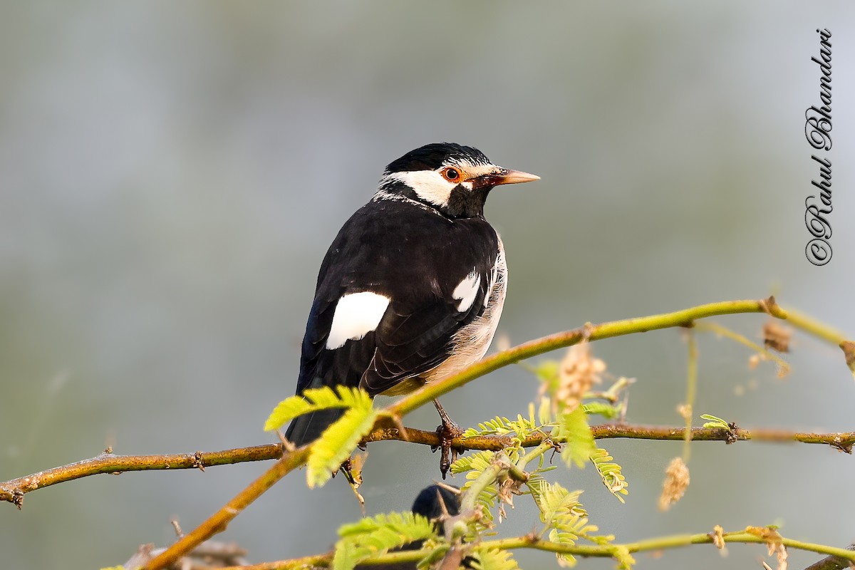 Étourneau pie - ML646532228