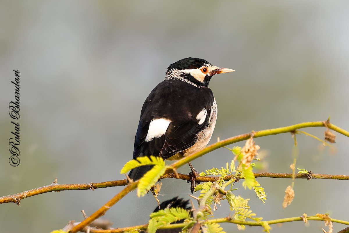 Étourneau pie - ML646532229