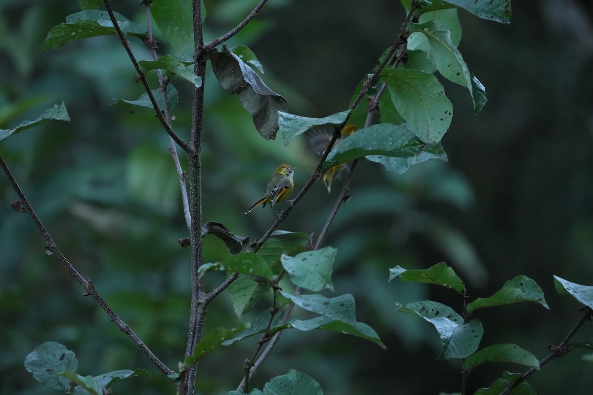 Actinodure à gorge striée - ML646532230