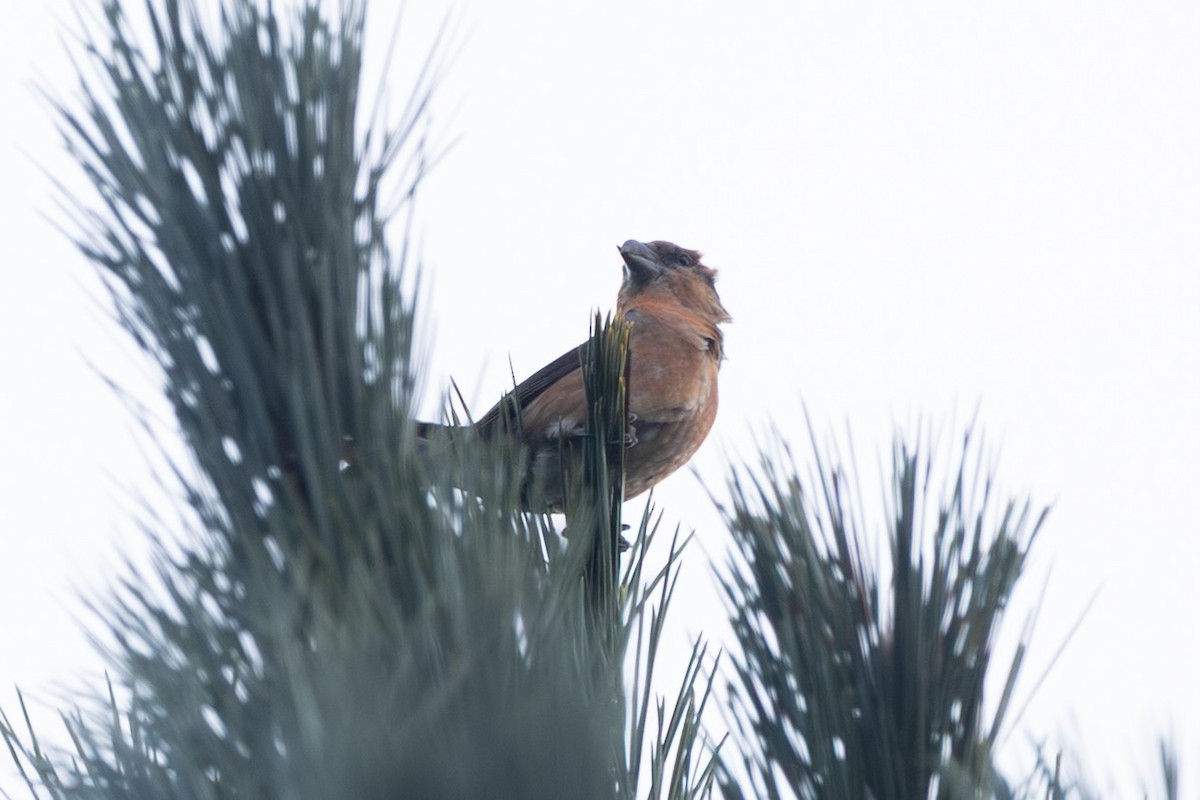 Red Crossbill - ML646532231