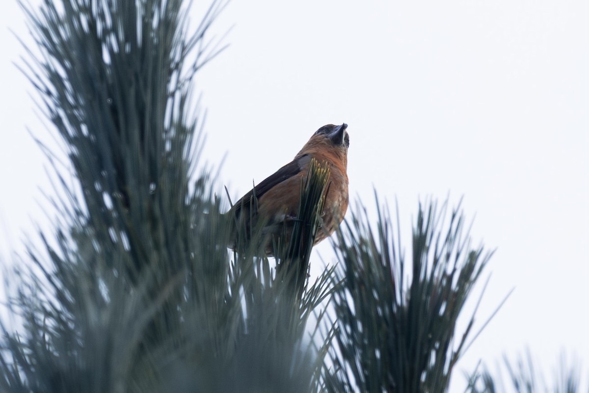 Bec-croisé des sapins - ML646532232
