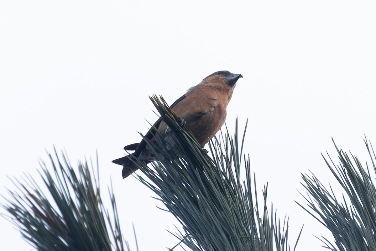 Bec-croisé des sapins - ML646532233