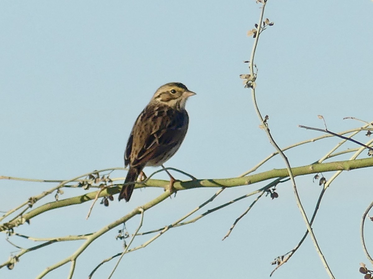 Chingolo Sabanero - ML646532238