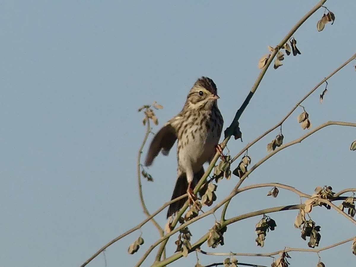 Chingolo Sabanero - ML646532239