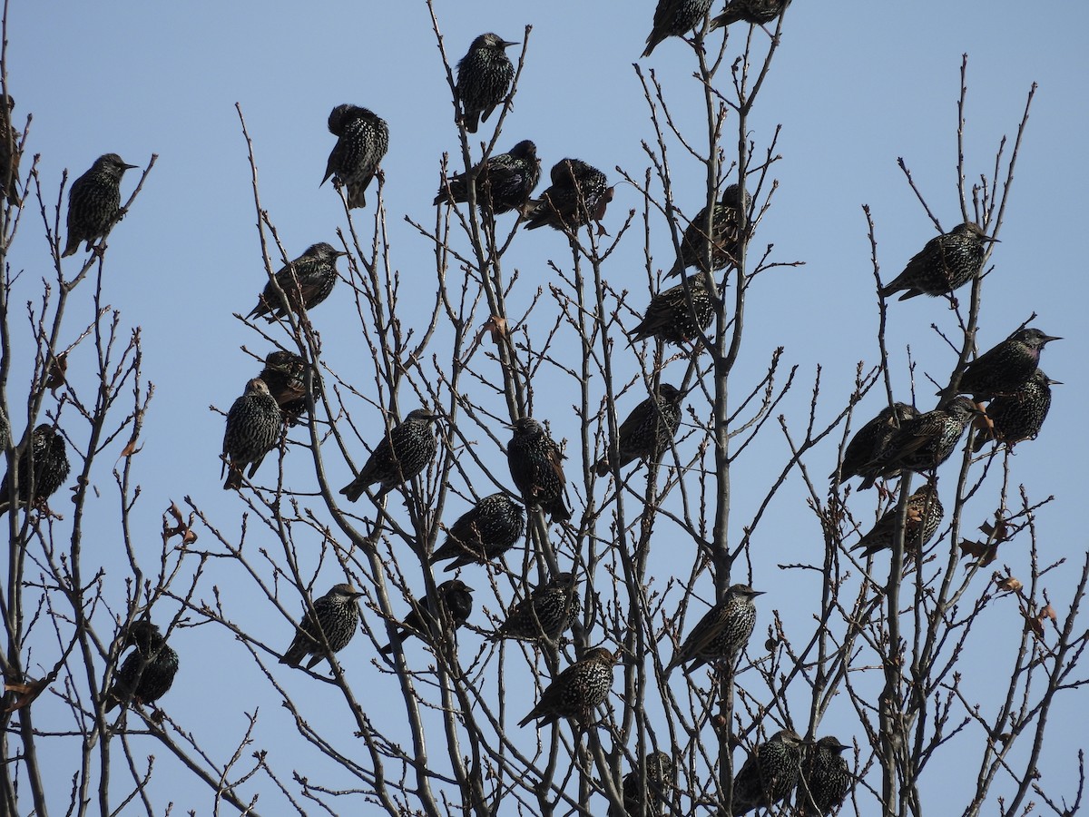 Étourneau sansonnet - ML646532241