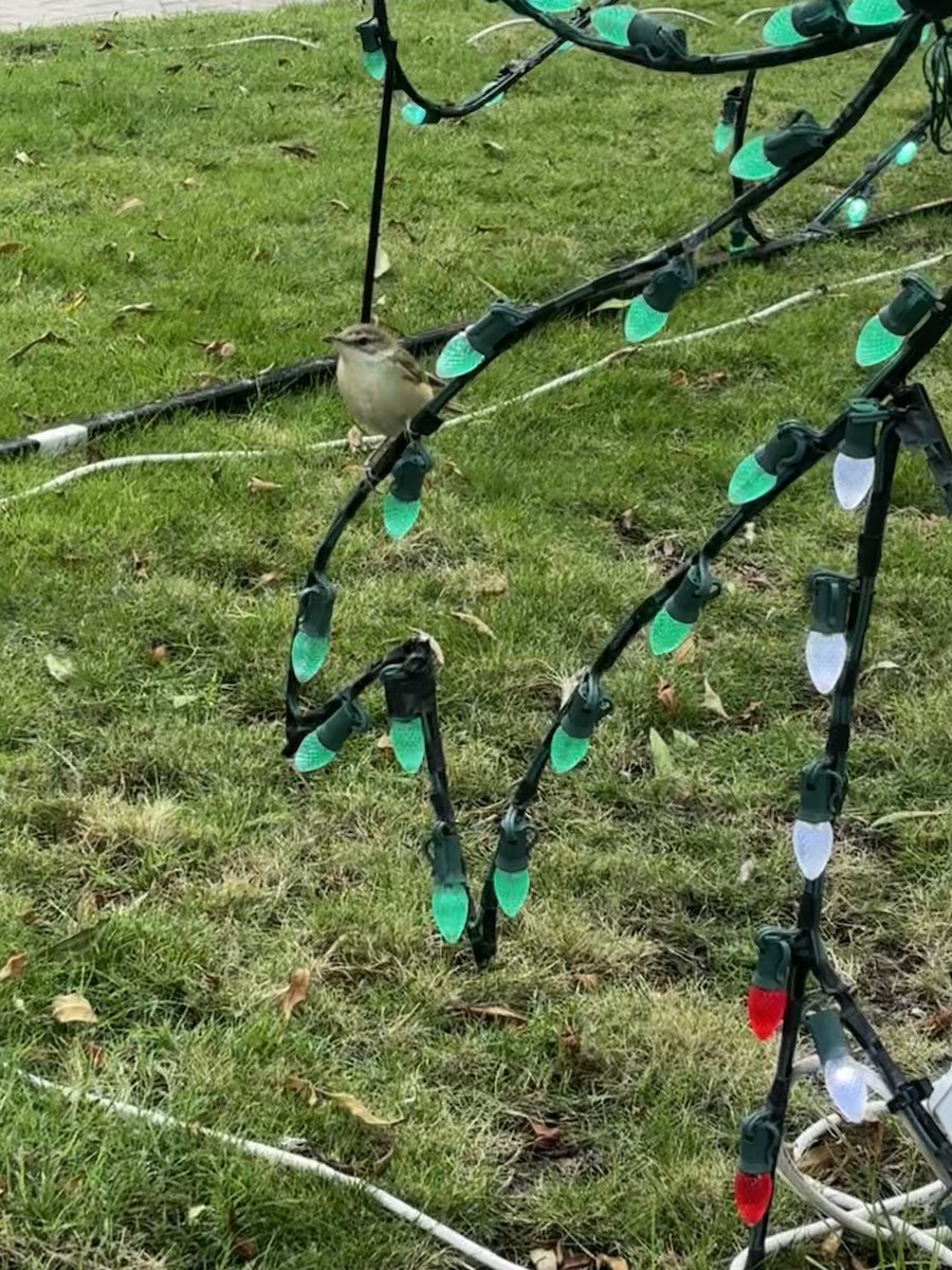 Rousserolle stentor - ML646532246