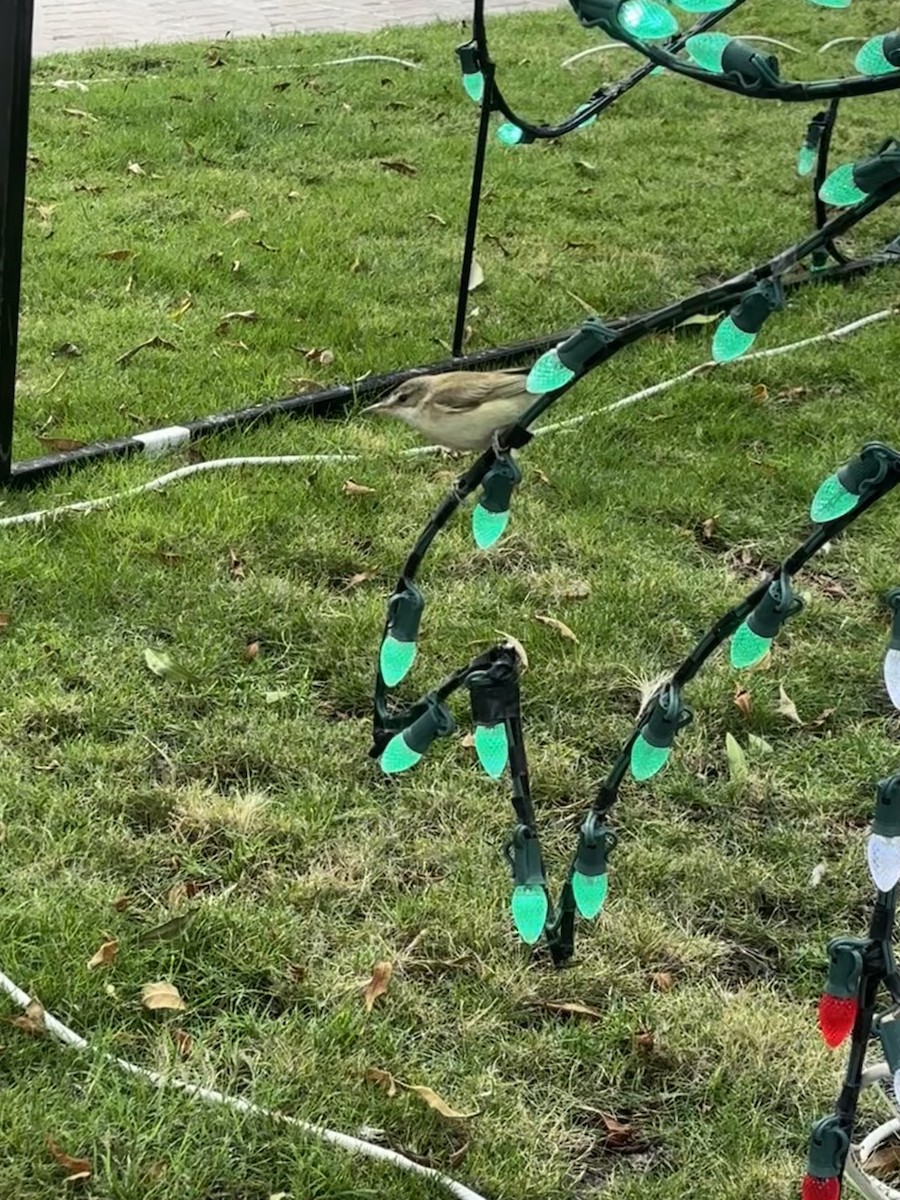 Rousserolle stentor - ML646532247