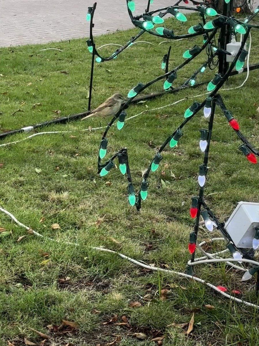 Rousserolle stentor - ML646532248