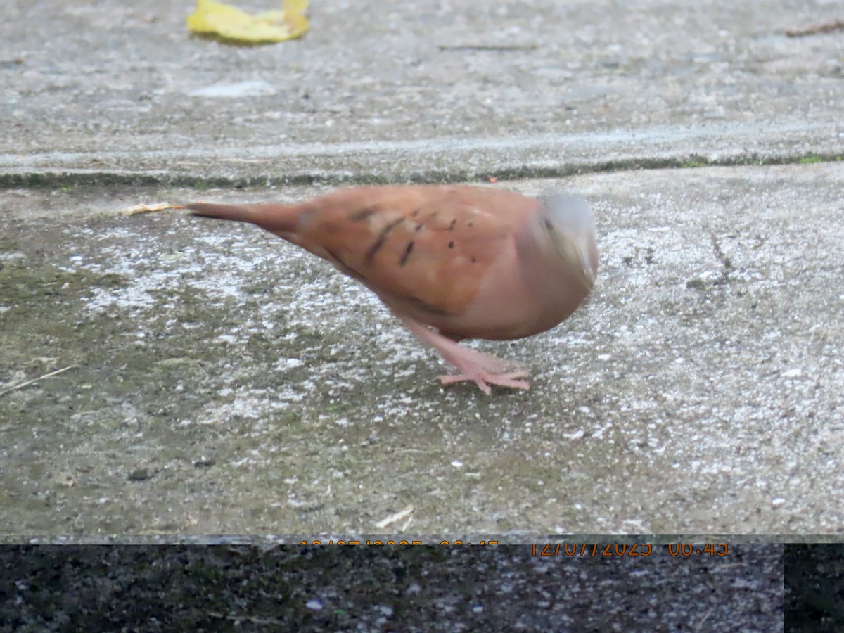Ruddy Ground Dove - ML646532249