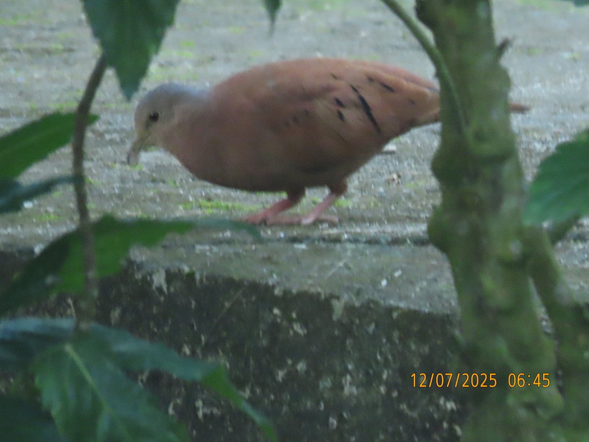 Colombe rousse - ML646532250