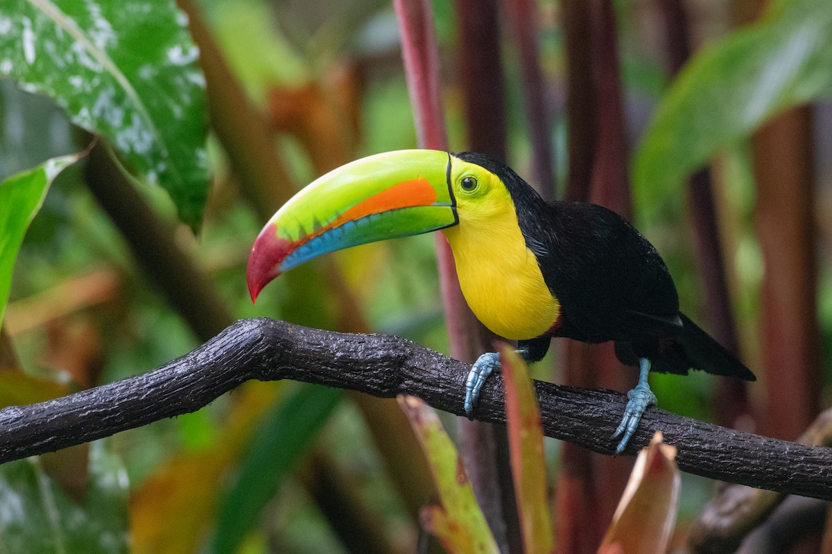 Toucan à carène - ML646532251