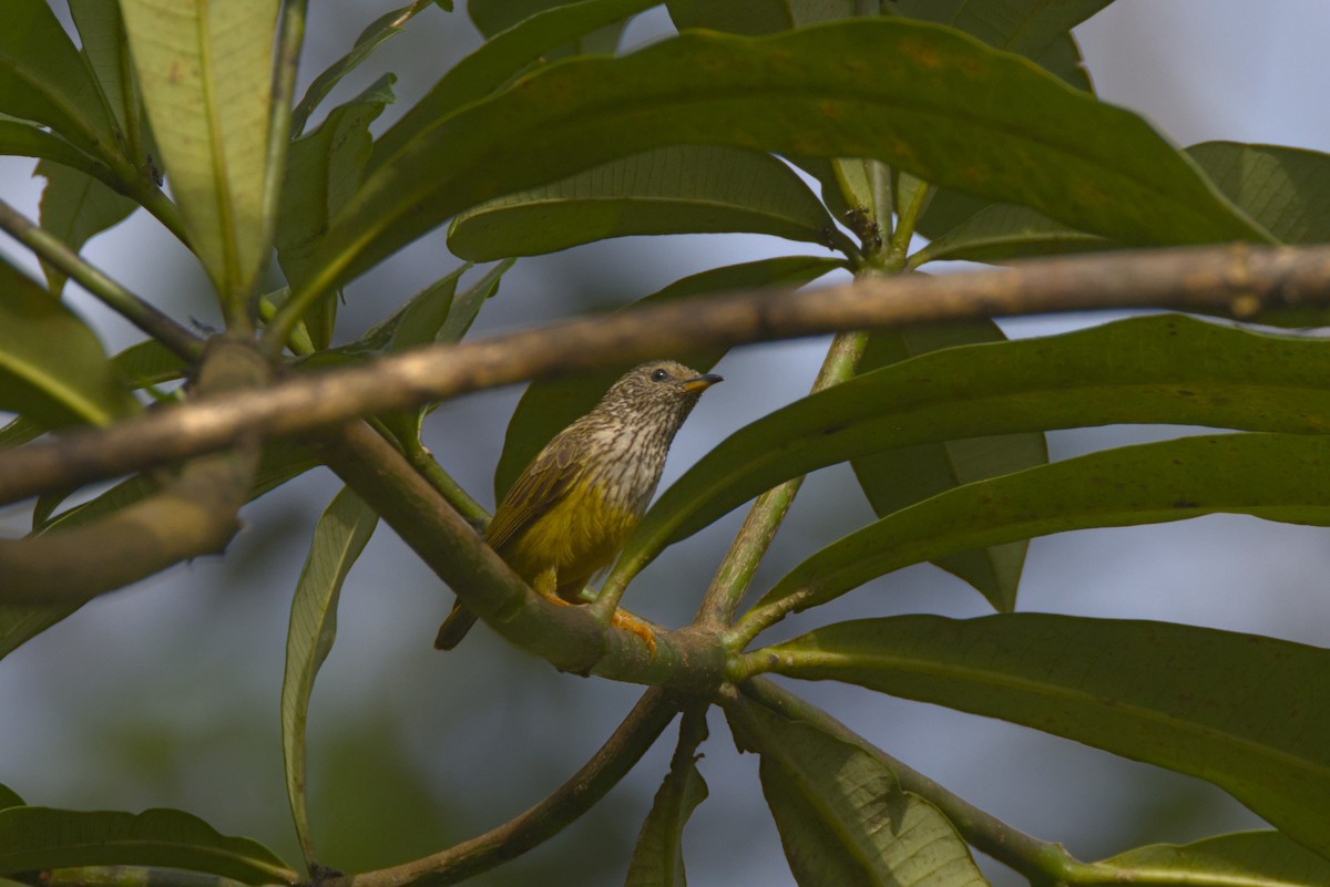 Mésangette rayée - ML646532252