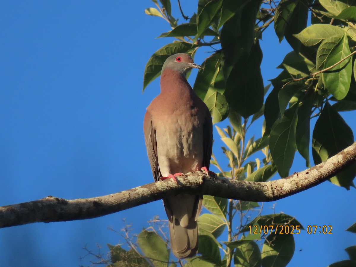 Pale-vented Pigeon - ML646532256