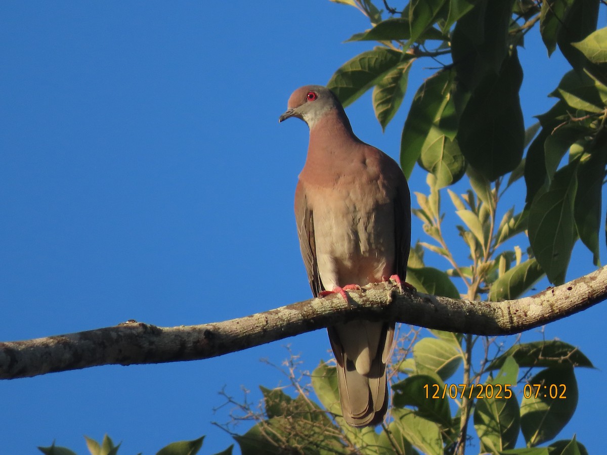 Pale-vented Pigeon - ML646532257